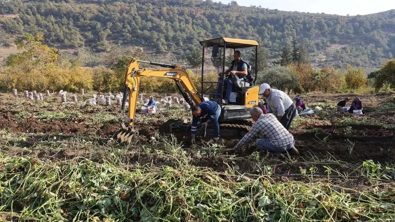 Kuraklık Vurdu, Fiyatlar Uçtu: Hatay’da Tatlı Patatesin Bedeli Katlandı! 6